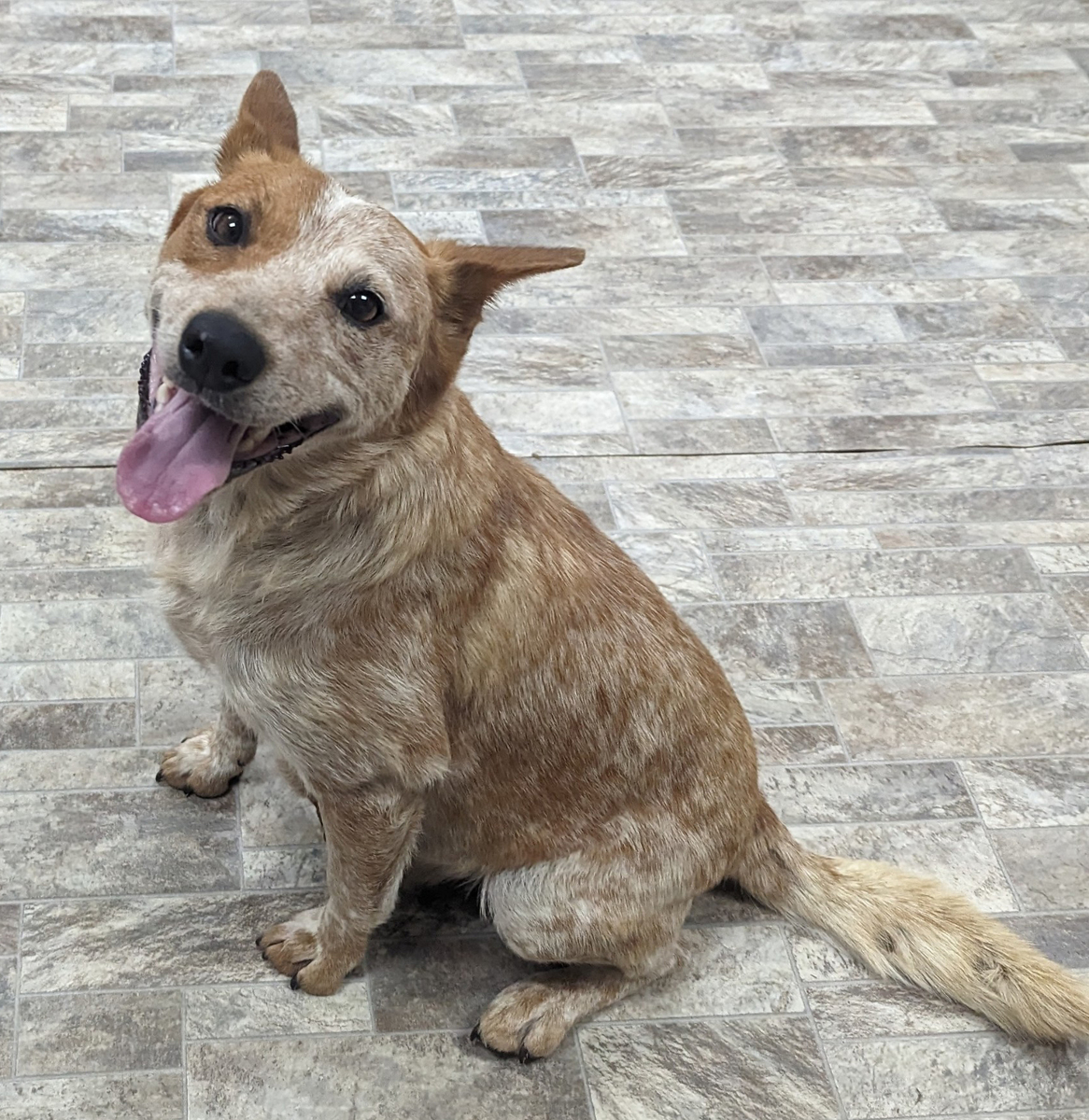 Clark County Humane Society Pet of the Week Guava News Central