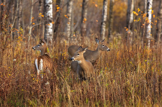 DNR Announces Preliminary Deer Harvest and License Sales Total for