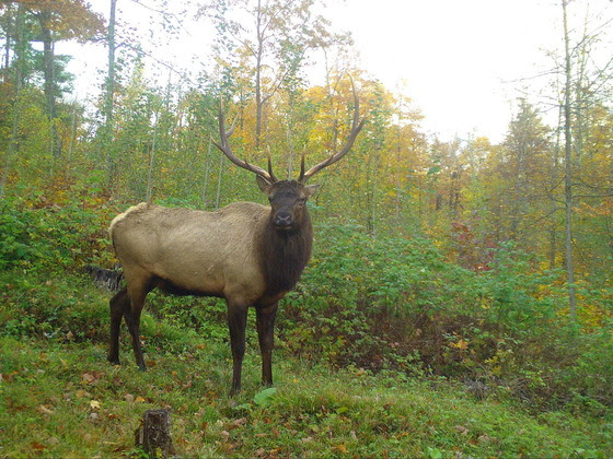 Wisconsin Dnr Releases Elk Harvest Quotas News Central Wisconsin