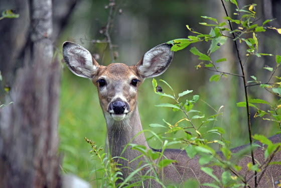 DNR Seeking Public Input On Proposed Modifications To State's Deer ...