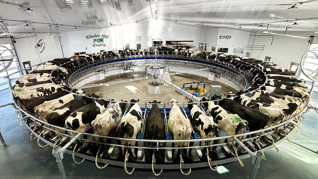 2_Mid-State_-_Elusive_Hill_Dairy_Milking_Parlor1.jpg