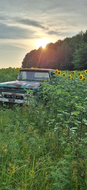 AuburndaleSunflowers.jpg