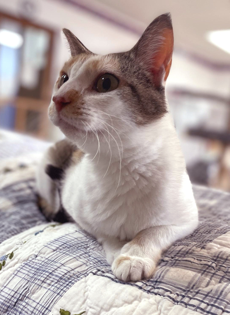 Cat-thrine3.jpg