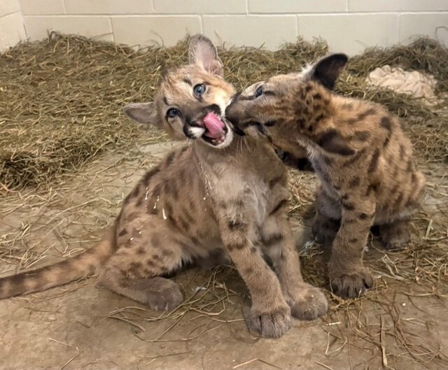Cougars.jpg