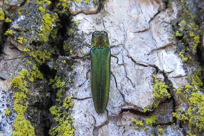 EAB_adult_Elkhorn_Bill_2013_McNee0.jpg