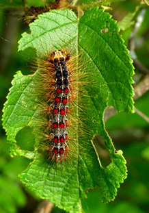 GypsyMothCaterpillar3.jpg