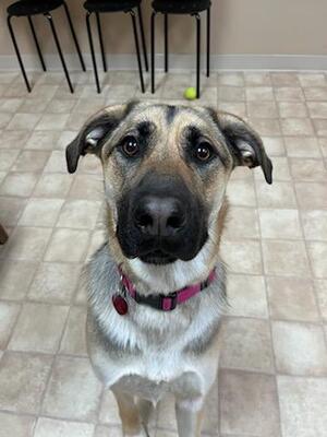 LillyDog1.jpg