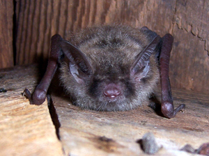 LittleBrownBat.jpeg