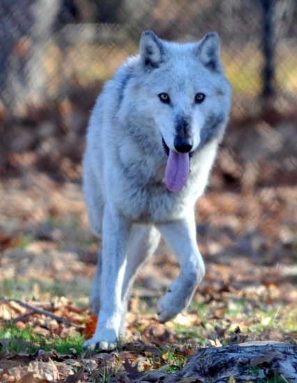 MalakitheWolf.jpg