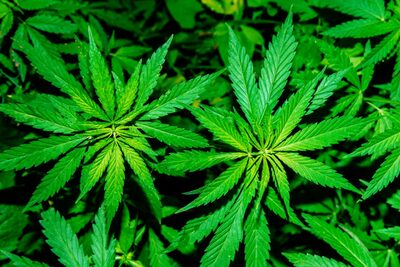 Marijuana-plant-Getty-photo-sized-1024x684.jpg