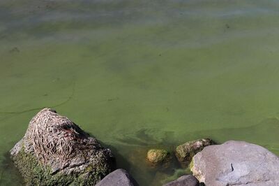 Most_lakes_not_tested_for_blue-green_algae_Gina_LaLiberte_WDNR.jpg