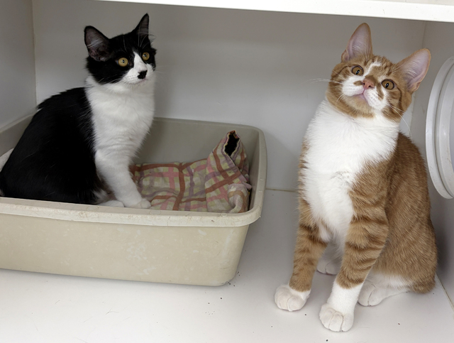 Myrtle_and_Morris2.jpg