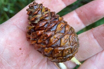 Pine_Cone.jpg