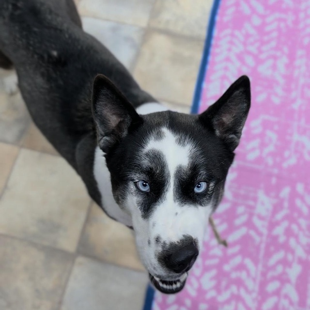RubyDog3.jpg