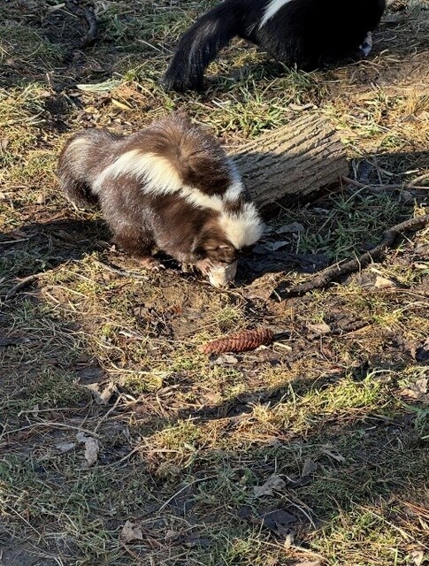 Skunk_Violet__lost_061126.jpg