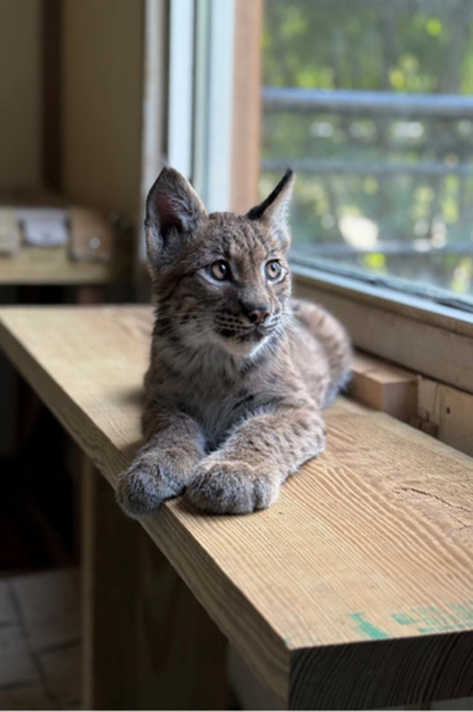 WildwoodLynxCub.jpg