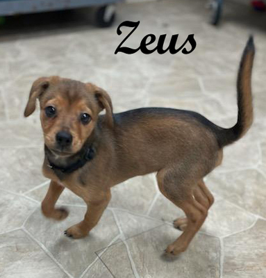 ZeusPuppy_copy.jpg