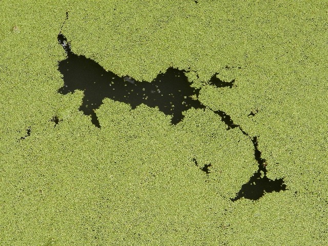 algae-112356_1280.jpg