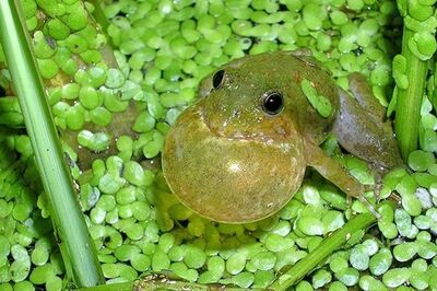 blanchard_s_cricket_frog_close_up0.jpg