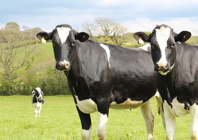 cattle-g0dabce162_6404.jpg
