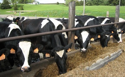 cattle-g5867b24b3_640.jpg