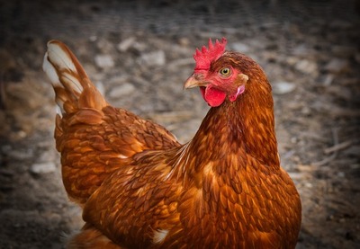 chicken-gd67beab8f_6402.jpg