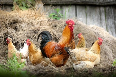 chickens-2522623_640.jpg