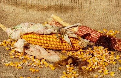 corn-1725636_640.jpg