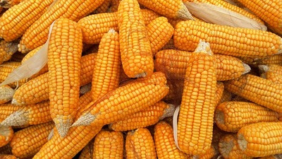 corn-1726017_6401.jpg