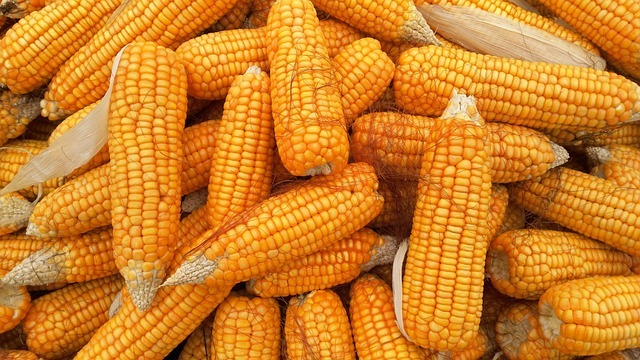 corn-1726017_6409.jpg