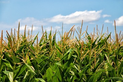 corn-65304_6401.jpg