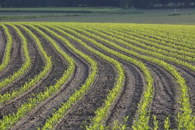 corn-7215686_6401.jpg