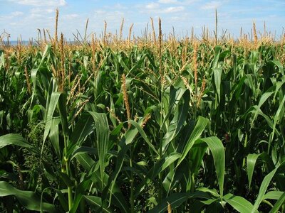 corn-field-1935_6402.jpg