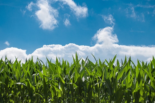 corn-field-440338_64012.jpg