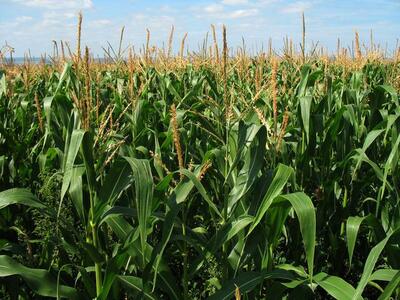 corn-field-g7bc2587e0_640.jpg