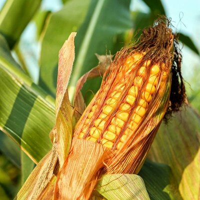 corn-on-the-cob-2941068_6407.jpg