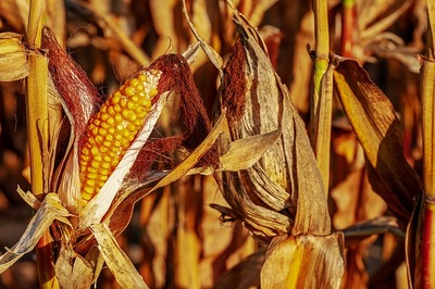corn-on-the-cob-3664569_6400.jpg