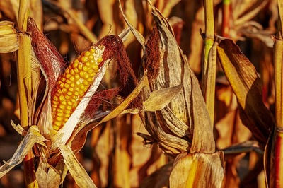 corn-on-the-cob-3664569_6401.jpg