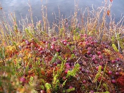 cranberry-gdea258443_640.jpg