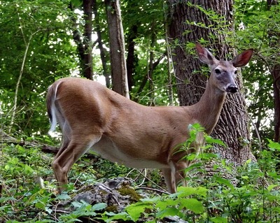 deer-2619065_640.jpg