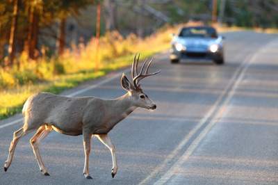 deer-crossing-road.jpg