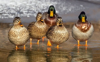 ducks-1463317_640.jpg