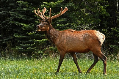 elk-50296_640.jpg