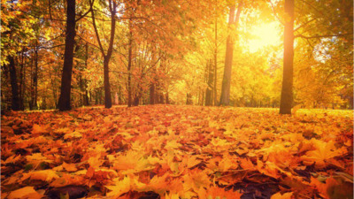 fall_colors.jpg