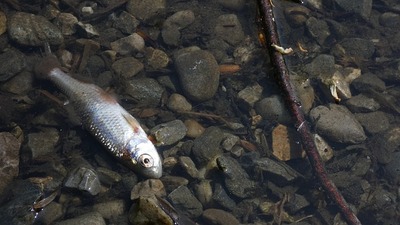 fish-g65eb46233_640.jpg