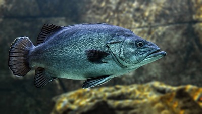 fish-g85e0d2c7e_640.jpg