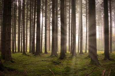 forest-6926059_6401.jpg