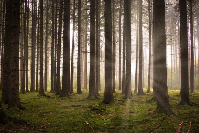 forest-6926059_6402.jpg