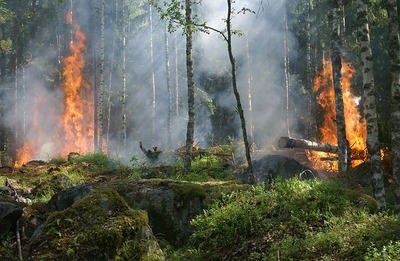 forest-fire-432870_640.jpg
