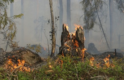 forest-fire-g545ed2cad_640.jpg